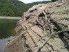 barrage_aigle_arbres