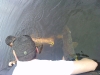 neuvic_brochet_trophe_remise_a_leau1