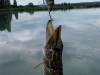 brochet_cranckbait_adam_pechenokill_2010