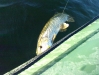 canal_jonage_brochet_spinnerbait_pechenokill_2010