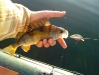 perche_cranckbait_adam_pechenokill_2010