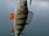 perche_spinnerbait_jaune_pechenokill_2010
