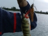 perche_spinnerbait_pechenokill_2010