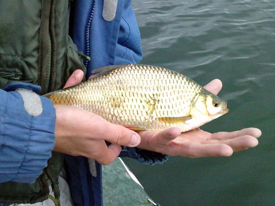 gardon carnassier au twist