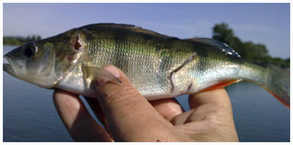 Le poisson clown