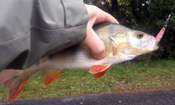 Leurre jigging pour la pêche à la dandine