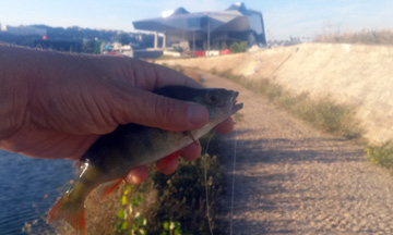 Pêche des carnassiers dans la Saône à Confluence