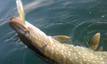 Bien pêcher avec un leurre minnow