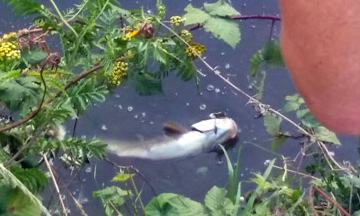 Pêche des chevesnes à Colmar